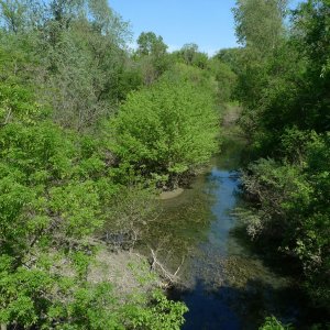 Zygodon stirtonii découvert dans le département du Rhône