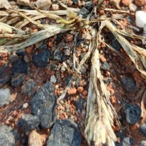 Redécouverte de Sclerochloa dura en Haute-Loire