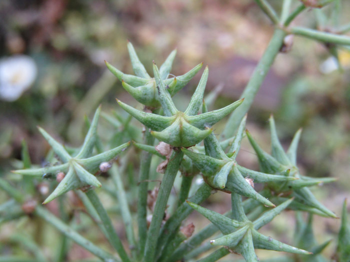 Damasonium Alisma