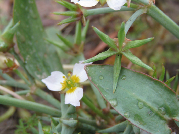 Damasonium Alisma