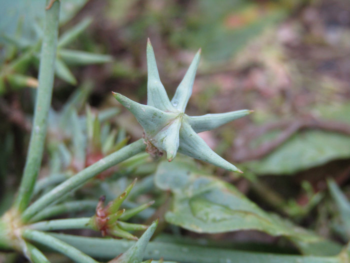 Damasonium Alisma